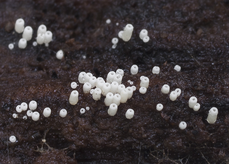 Henningsomyces candidus